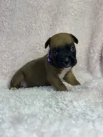 Akc puppy 3, a female Boxer for sale in Rochelle, GA – 2 of 4