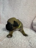 Akc puppy 4, a female Boxer for sale in Rochelle, GA – 2 of 4