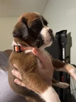 Akc boy 3, a male Boxer for sale in Rochelle, GA – 4 of 5