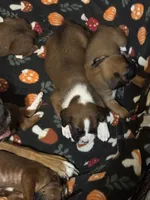 Akc boy 1, a male Boxer for sale in Rochelle, GA – 4 of 5