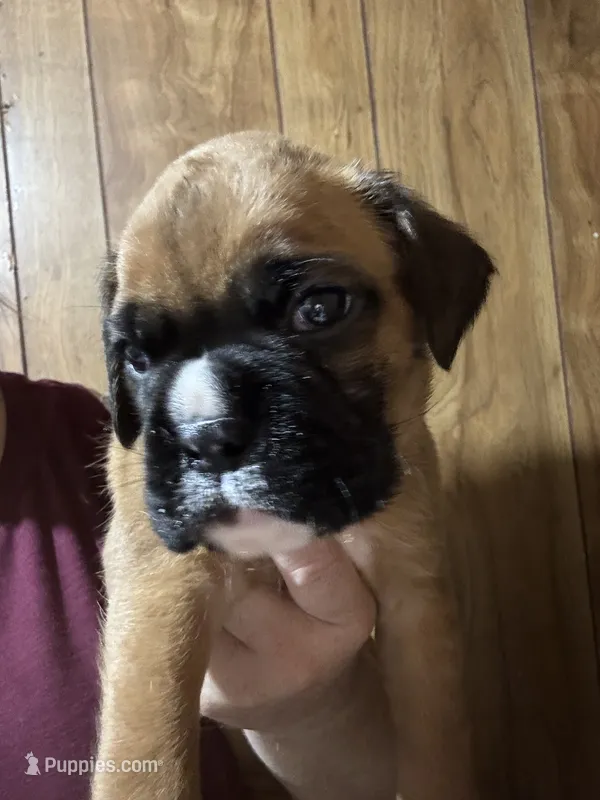 Akc puppy 2 – Boxer puppy for sale in Rochelle, GA