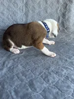 Akc puppy 1, a male Boxer for sale in Rochelle, GA – 4 of 4