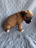 Boxer pup 2, a female Boxer for sale in Rochelle, GA – 3 of 4