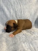 Akc puppy 3, a male Boxer for sale in Rochelle, GA – 2 of 5