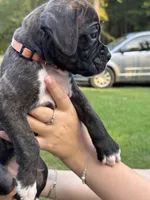 Akc puppy 4, a male Boxer for sale in Rochelle, GA – 3 of 9