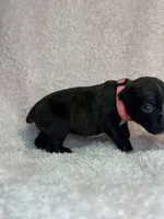 Akc puppy 2, a female Boxer for sale in Rochelle, GA – 3 of 4
