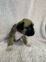 Akc puppy 6, a female Boxer for sale in Rochelle, GA – 5 of 5