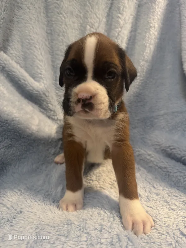 Akc boy 1 – Boxer puppy for sale in Rochelle, GA