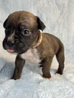 Akc puppy 7, a male Boxer for sale in Rochelle, GA – 2 of 4