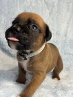 Akc puppy 9 , a male Boxer for sale in Rochelle, GA – 3 of 4