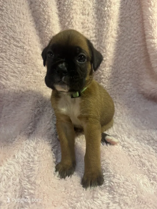 Akc girl 3 – Boxer puppy for sale in Rochelle, GA