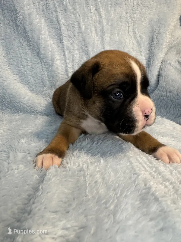 Akc puppy 1 – Boxer puppy for sale in Rochelle, GA