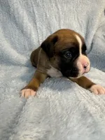 Akc puppy 1, a male Boxer for sale in Rochelle, GA – 1 of 5
