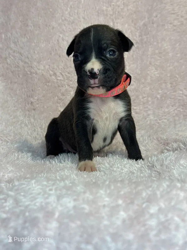 Akc puppy 2, a female Boxer for sale in Rochelle, GA – 1 of 4