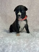 Akc puppy 2, a female Boxer for sale in Rochelle, GA – 1 of 4