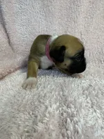 Akc puppy 6, a female Boxer for sale in Rochelle, GA – 3 of 5