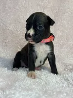 Akc puppy 2, a female Boxer for sale in Rochelle, GA – 2 of 4
