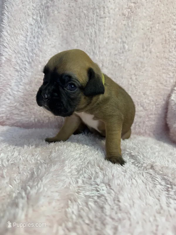 Akc puppy 4 – Boxer puppy for sale in Rochelle, GA