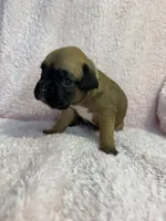 Akc puppy 4, a female Boxer for sale in Rochelle, GA – 1 of 4
