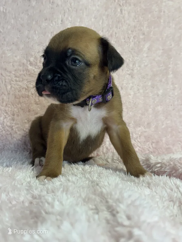 Akc puppy 3 – Boxer puppy for sale in Rochelle, GA