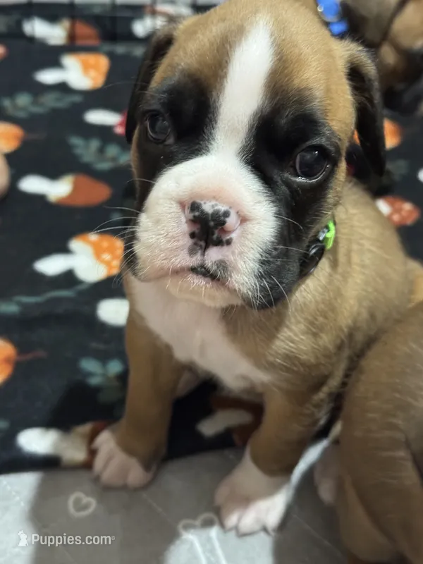 Akc puppy 5 – Boxer puppy for sale in Rochelle, GA