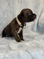 Akc puppy 6, a male Boxer for sale in Rochelle, GA – 3 of 4