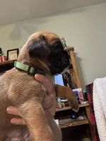 Akc girl 3, a female Boxer for sale in Rochelle, GA – 2 of 5