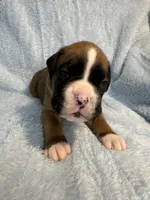 Akc puppy 1, a male Boxer for sale in Rochelle, GA – 5 of 5