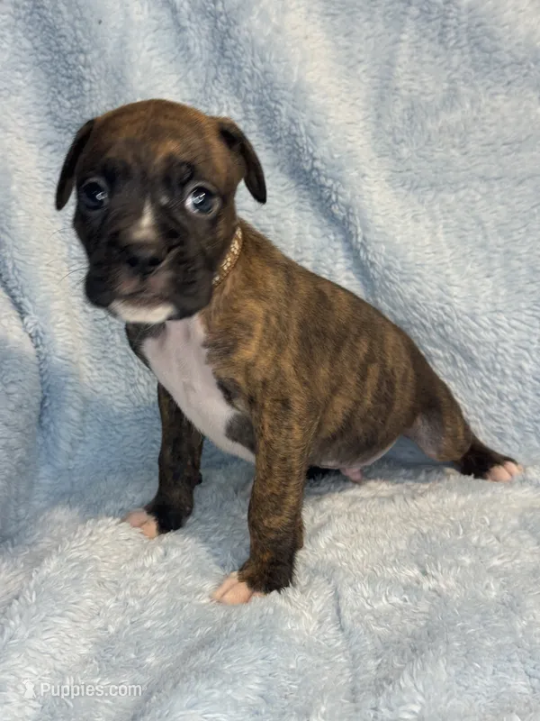 Akc puppy 7 – Boxer puppy for sale in Rochelle, GA