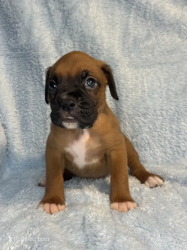 Akc puppy 9  – Boxer puppy for sale in Rochelle, GA