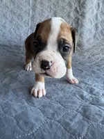 Akc puppy 2, a female Boxer for sale in Rochelle, GA – 2 of 4
