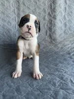 Akc puppy 1, a male Boxer for sale in Rochelle, GA – 3 of 4