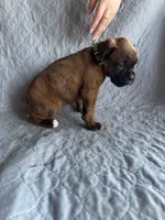 Boxer pup 4, a female Boxer for sale in Rochelle, GA – 2 of 4
