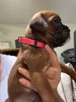 Akc girl 1, a female Boxer for sale in Rochelle, GA – 3 of 4