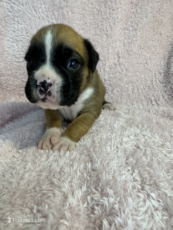 Akc puppy 6 – Boxer puppy for sale in Rochelle, GA