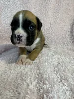 Akc puppy 6, a female Boxer for sale in Rochelle, GA – 1 of 5
