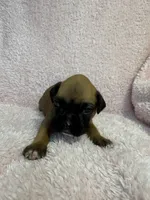 Akc puppy 4, a female Boxer for sale in Rochelle, GA – 3 of 4