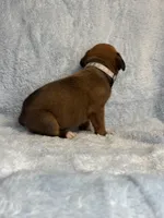 Akc puppy 9 , a male Boxer for sale in Rochelle, GA – 2 of 4