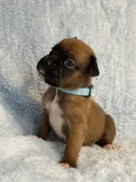 Akc puppy 8, a male Boxer for sale in Rochelle, GA – 1 of 4