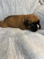 Akc puppy 2, a male Boxer for sale in Rochelle, GA – 4 of 5