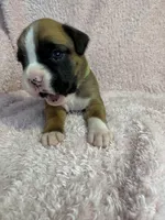 Akc puppy 5, a female Boxer for sale in Rochelle, GA – 5 of 5