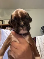 Akc girl 2, a female Boxer for sale in Rochelle, GA – 3 of 4