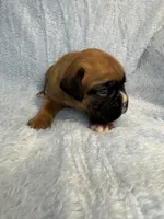 Akc puppy 2, a male Boxer for sale in Rochelle, GA – 2 of 5