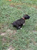 Akc puppy 4, a male Boxer for sale in Rochelle, GA – 7 of 9