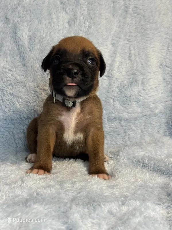 Akc puppy 9  – Boxer puppy for sale in Rochelle, GA