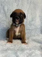 Akc puppy 9 , a male Boxer for sale in Rochelle, GA – 1 of 4