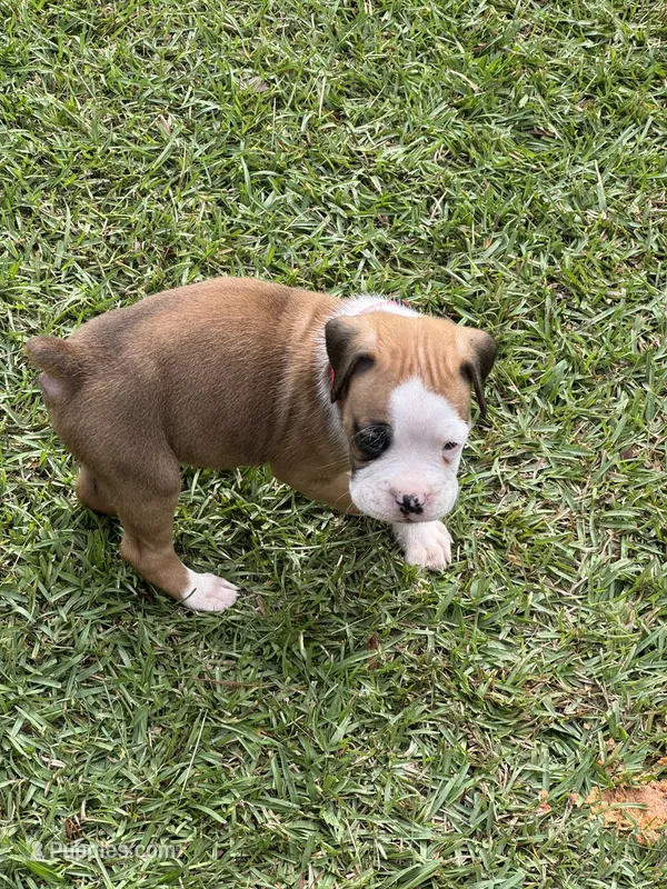 Akc puppy 3 – Boxer puppy for sale in Rochelle, GA