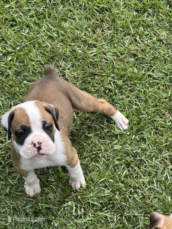 Akc puppy 1 – Boxer puppy for sale in Rochelle, GA
