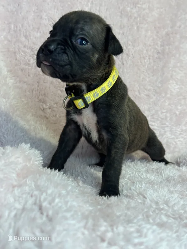 Akc puppy 1 – Boxer puppy for sale in Rochelle, GA