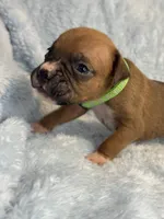 Akc puppy 11, a male Boxer for sale in Rochelle, GA – 3 of 4